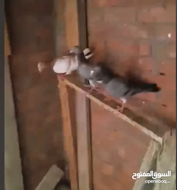 حمام لاحم فرنسي شغال  للبيع