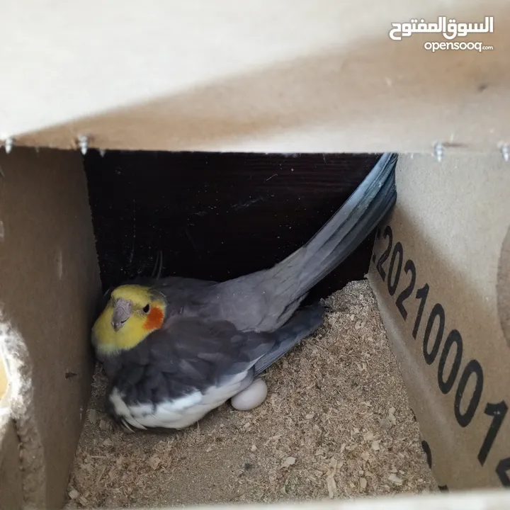 جوز كوكتيل نخب تحتهم بيض مع قفص كاسكو حجم كبير سعر حررررق