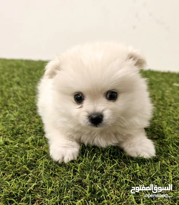 Mini poodle, Pomeranian, yorki, chiuaua,Golden retriever