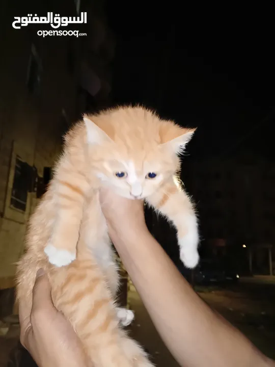 قطه للبيع العمر شهرين