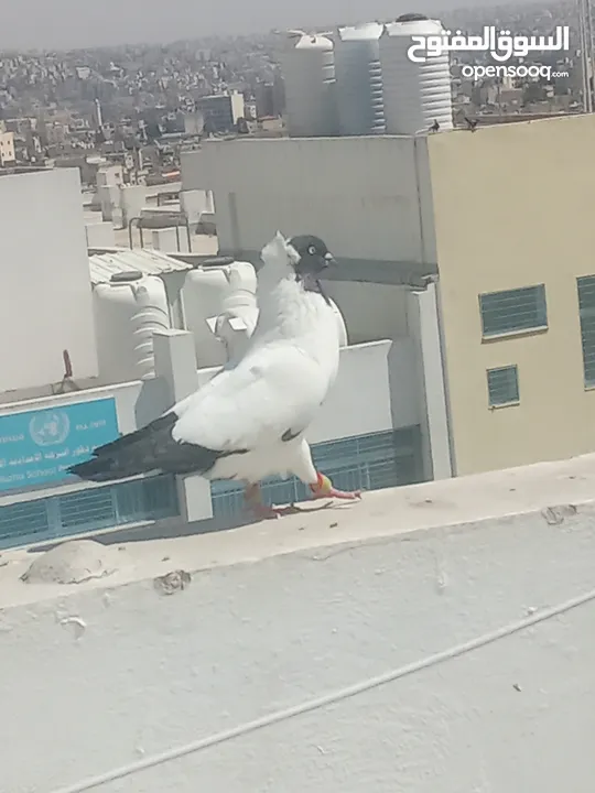 أرباش لبيع