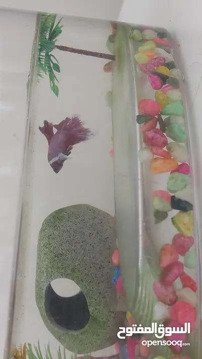 beautiful betta fish with full accessaries  سمكة بيتا هالف مون مع كل العده