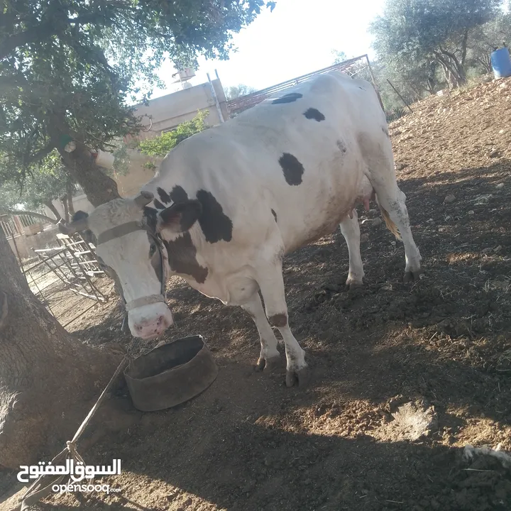 بقره لحم ضحيه
