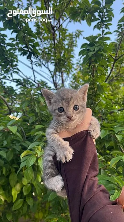 قط منزلي نوعة مكس