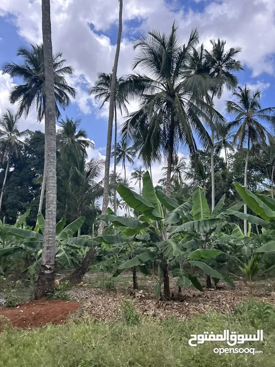 مزرعة في Zanzibar  مايقرب الطول 3كيلو والعرض 2 كيلو