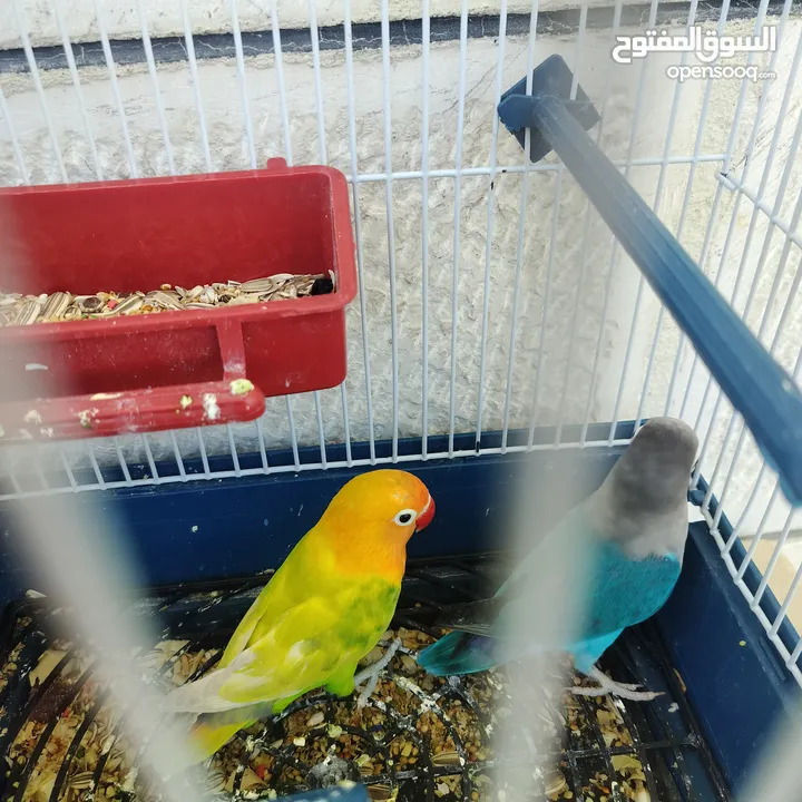 جوز فيشر روز آية في الجمال