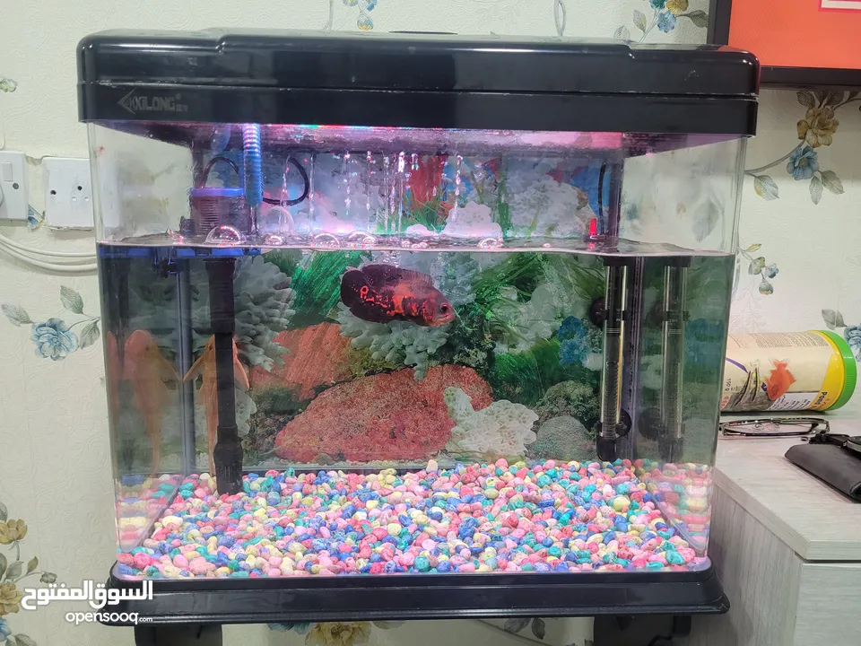 fish with aquarium for sale