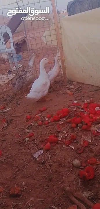 جوز بط شغال مع ولدهن 15 دينار