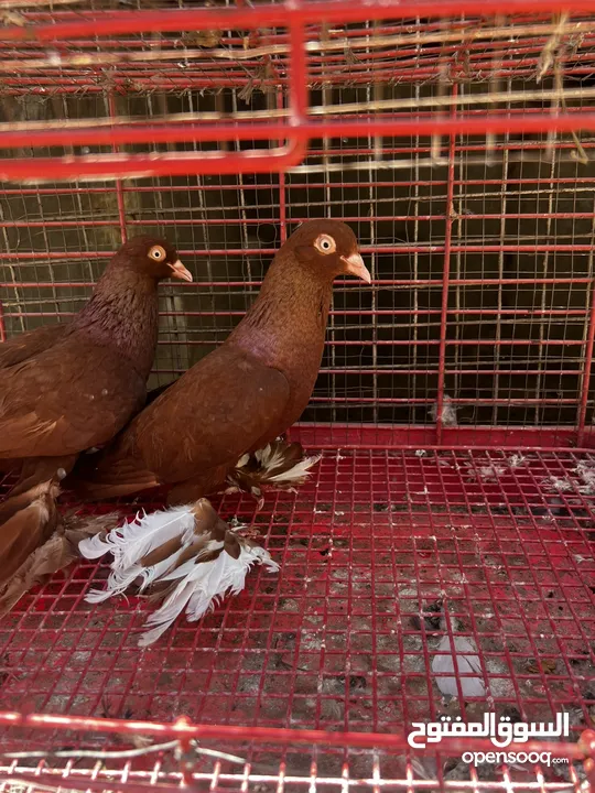 جوز نجفي احمر