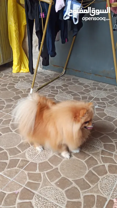 للبيع تفاصيل عل خاص واتس اب