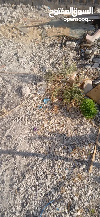 حطب للبيع نوع لوز