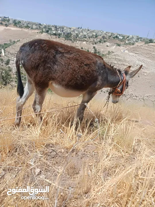 جحشه زرقا قطعه حلوه