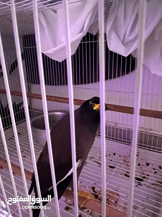 مينا اليفه جدا مناسبه الى الاطفال