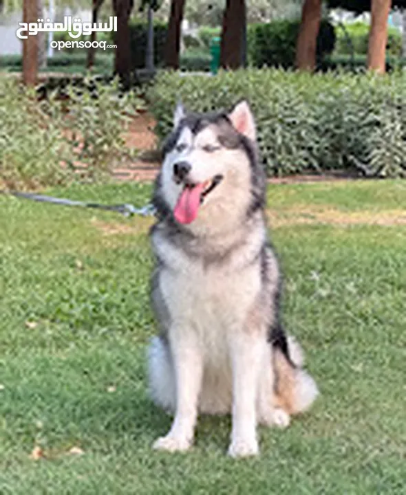 Purebred Female Alaska Malamute