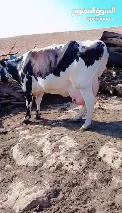 بقرة فريز عشار كبير