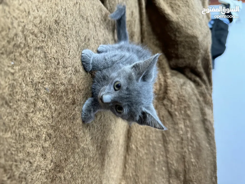 Russian blue  kitten