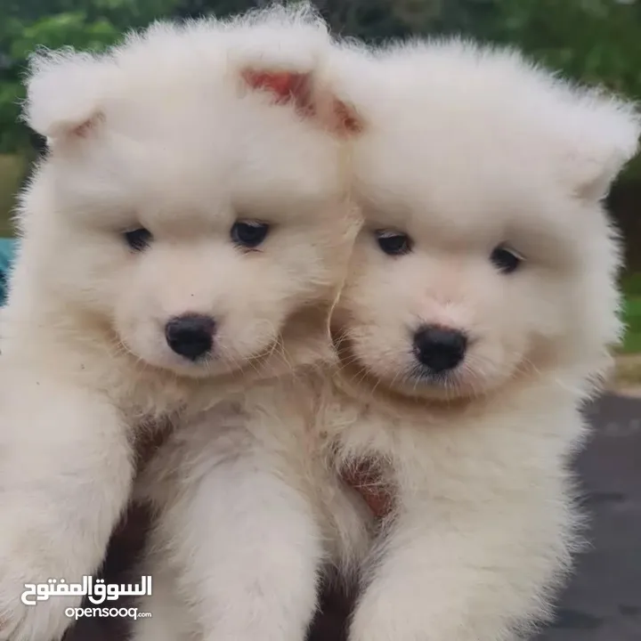جراء سامويد للاطفال والعائله