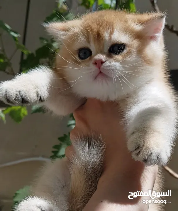 ذكر سكوتش ستريت جولدن