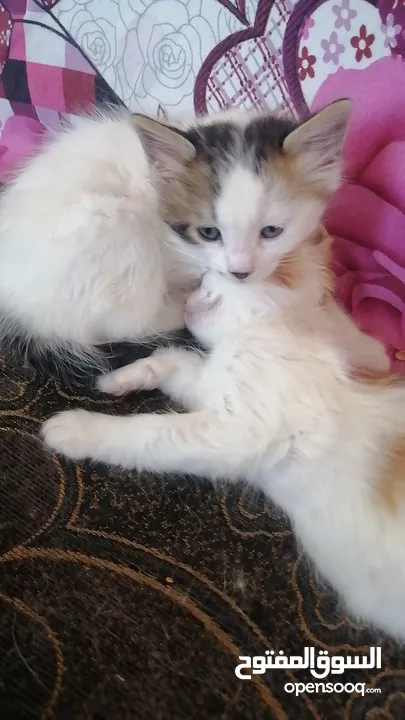 قطط للتبني