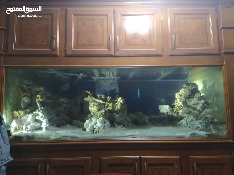 حوض سمك بحري حجم ضخم جدا جدا 240X100x100 إرتفاع الحوض مع البوفيه 270 مع كامل اجهزتو