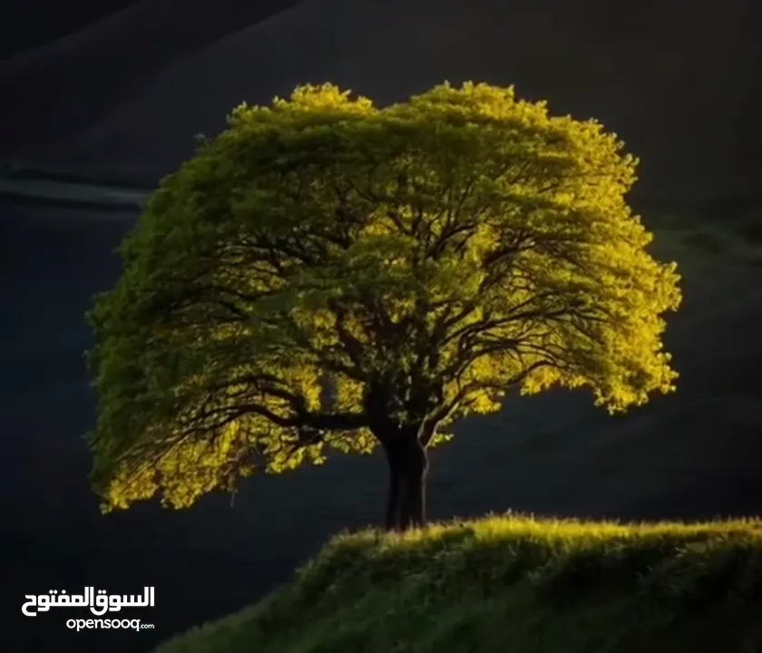 شقة البيع شارع 24 نابلس