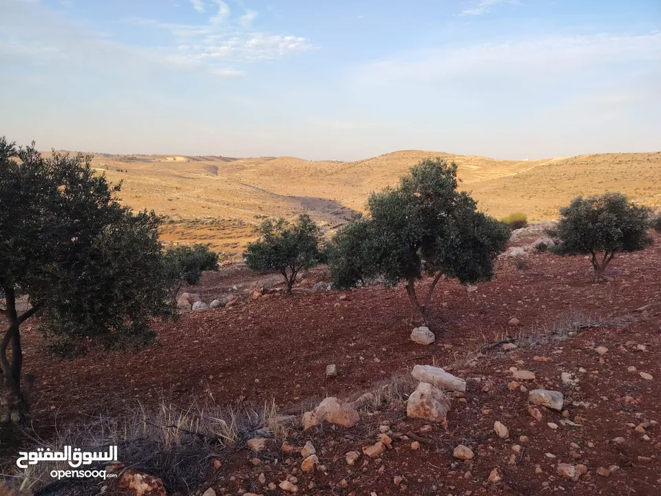 مزرعة لقطة مميزة مشجرة جرش دحل مساحة 3دونمات ونصف