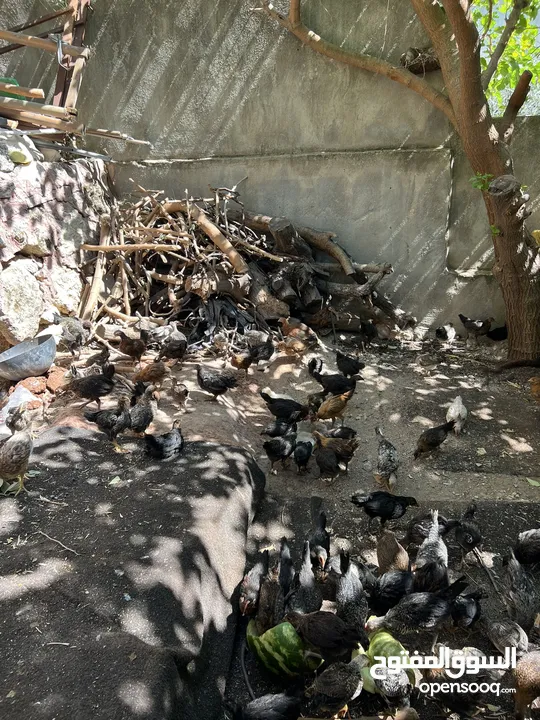 فرخ دجاج بلدي عمر شهرين ونص