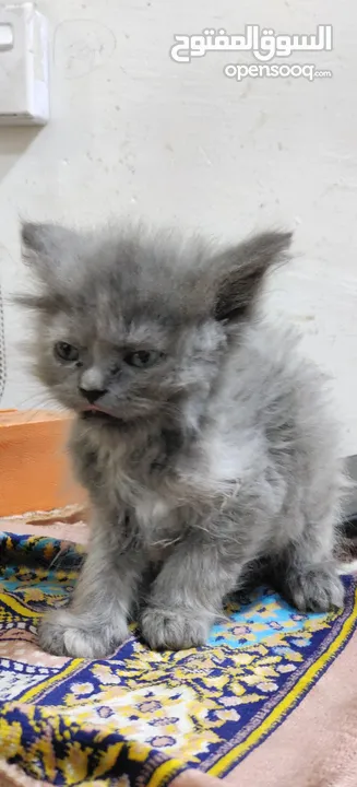 Cat for sale urgent sale on farwaniya