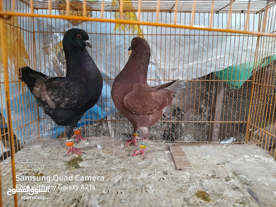 جوز كينجات مدنسرات