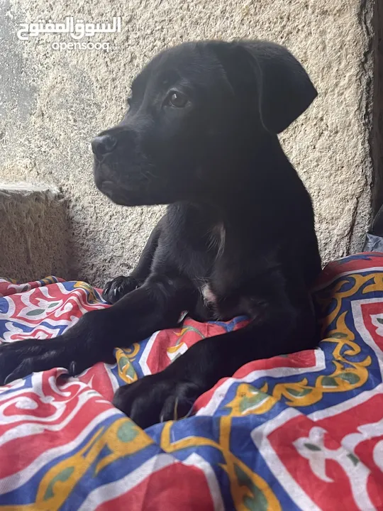 Cane Corso Puppy