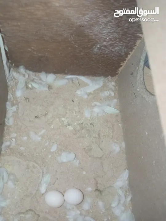 4 جواز حب و جوز روز بسعر حرق