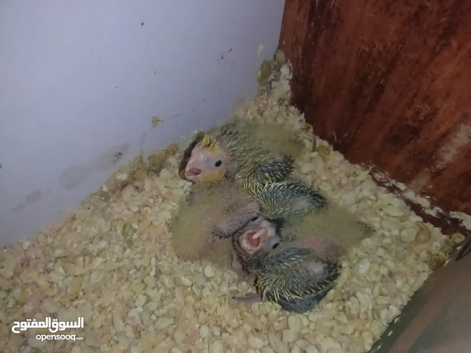 زوج كوكتيل للبيع