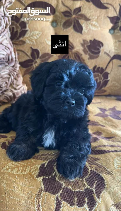 جراء فرينش تيرير للبيع