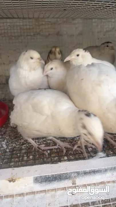 يوجد لدينا فر بي سعر 7 شيكل