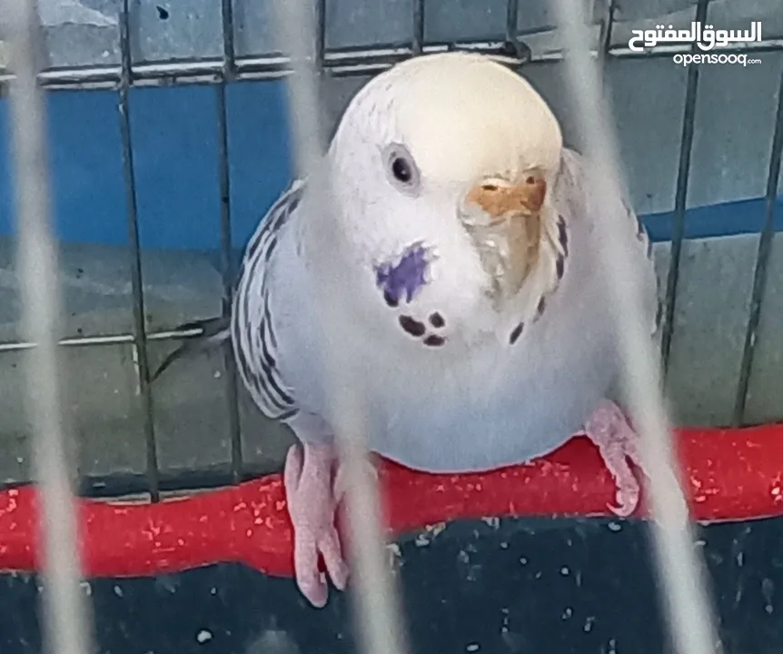 حب.. اناثي كبيرة وجاهزة ومعبية فل الفل  وبالفيديو ازواج مميزة الوان  مقنبرات