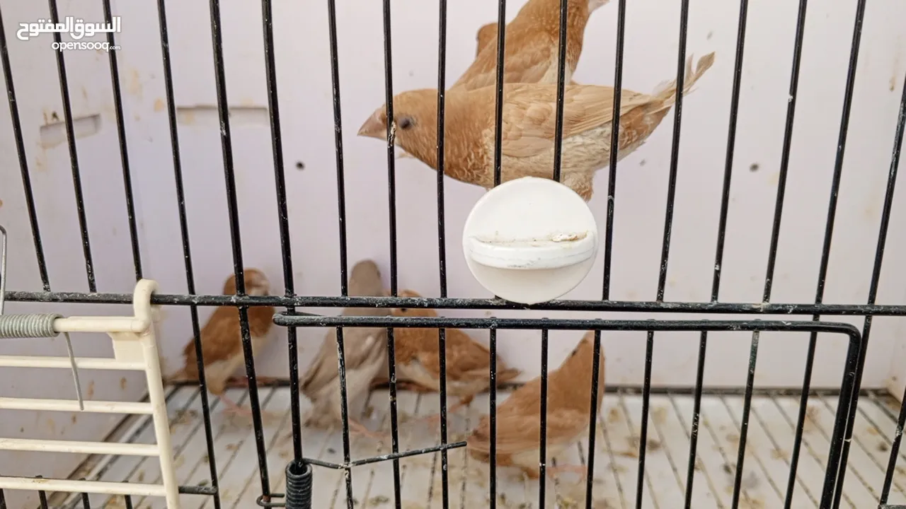 طفرات زيبرا بنغالي