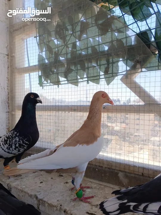 تشكيلة حمام مع جوز انجليزيات صفر نخب