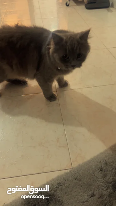 قطه بريطاني انثى لونها سكني
