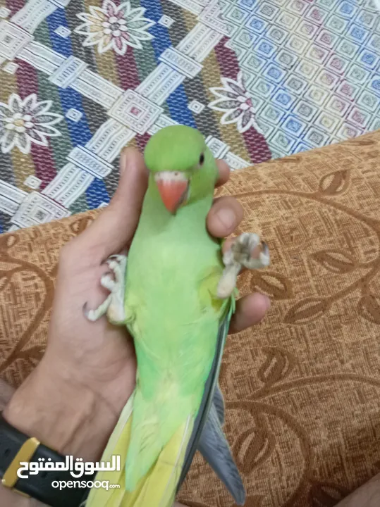ببغاء دره زق يدوي عمر اربع شهور