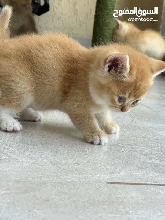 Very beautiful kitten at affordable price