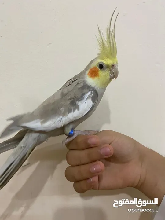 cocktail male friendly and active fully healthy hand tame no bitting fully friendly and healthy tame