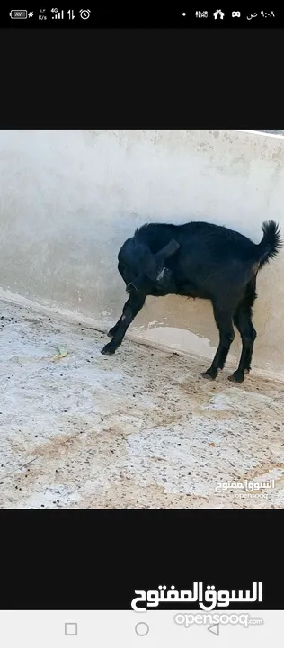 سخلتين شاميات