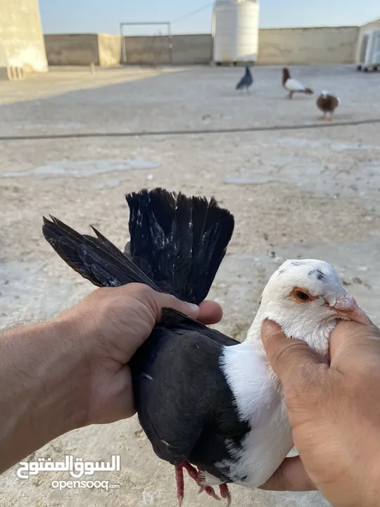 كوم حمام للبيع