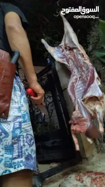 لحام متنقل ذبح أضاحي خاروف عجل بلدي جمل غنم بلدي روماني برزيلي كولمبي اسباني خروف بلدي جزار متنقل