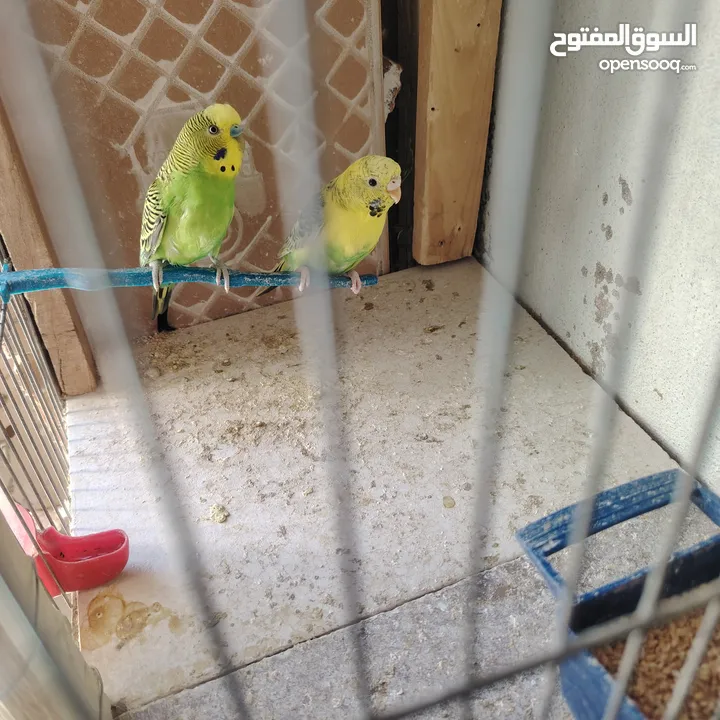 طيور حب عصافير حب