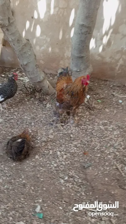 "جوز براهما ثقيل ونظيف – عمر سنة"
