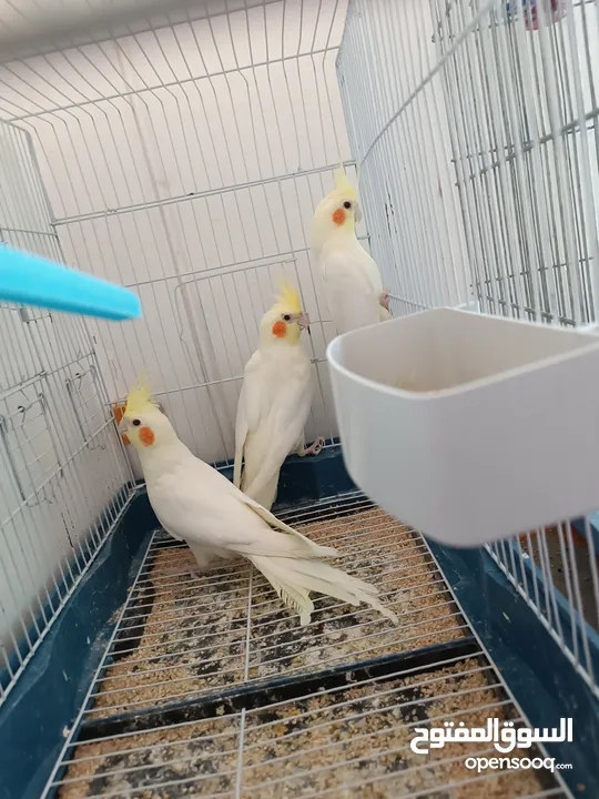 3 حبات لاتينو عين حمرا وحبة وايت فيس ايزابيل