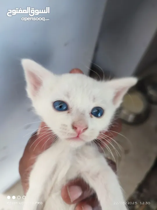 kitten 1month aged