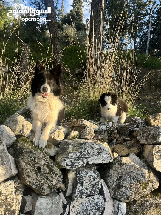 Border collie لاول مرة في الاردن