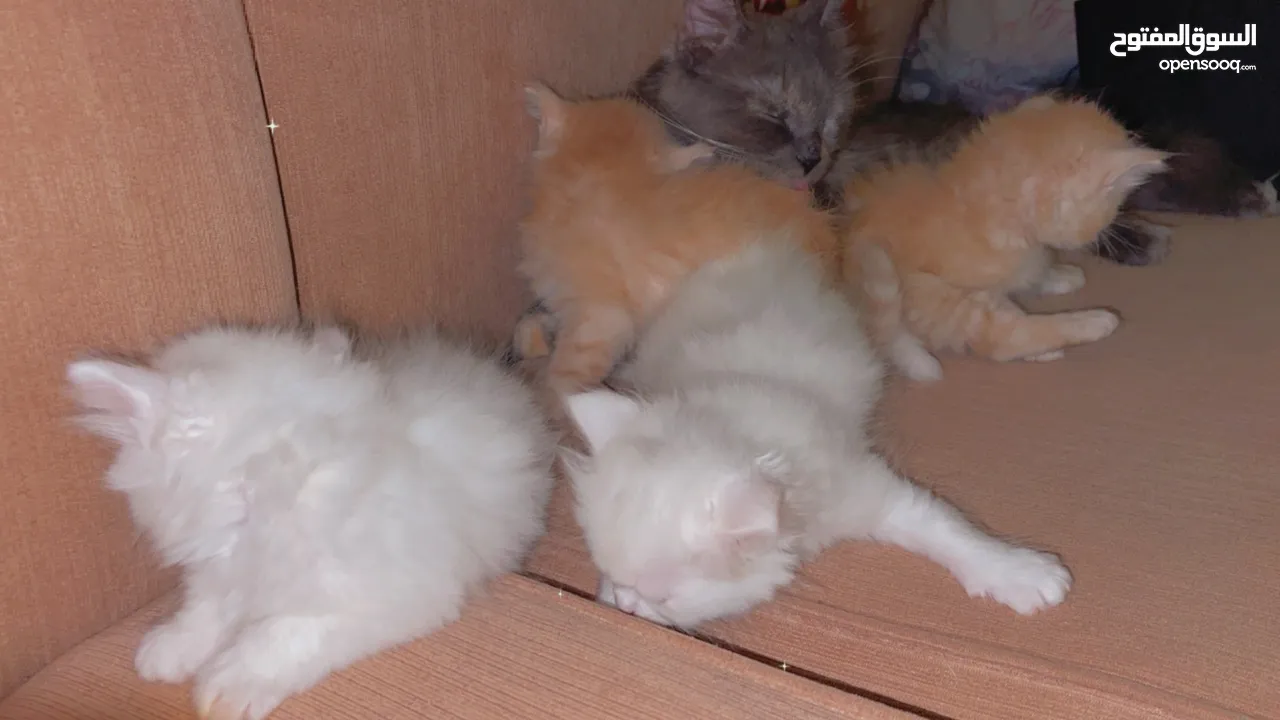 Mix persian kittens